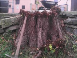 kaštan ve svahu